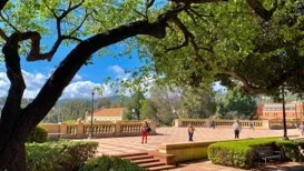tree at ucla