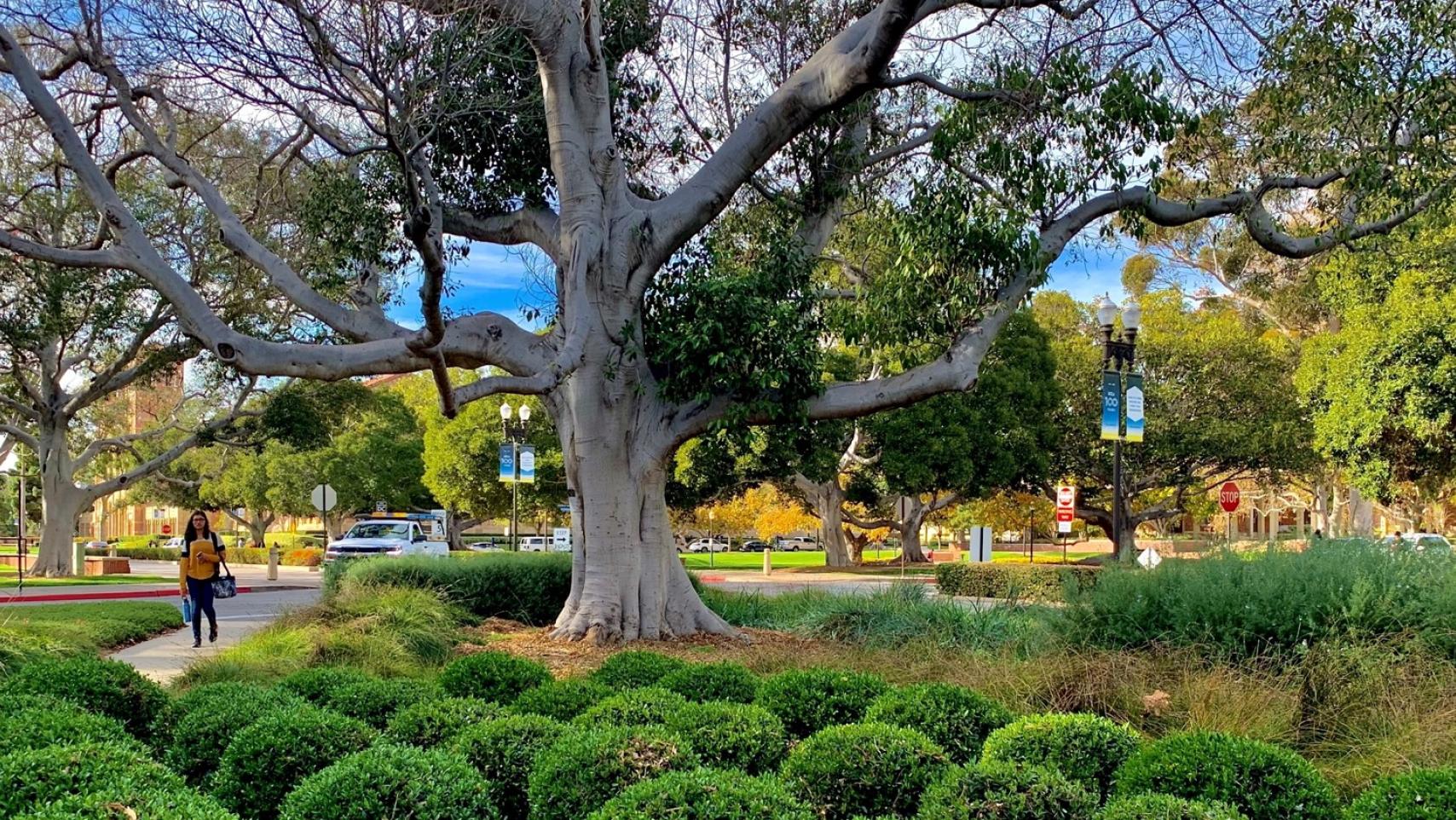 UCLA flora
